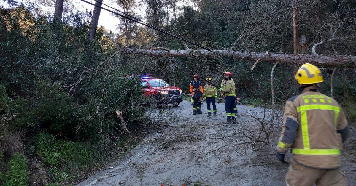 Un árbol caído en la BV-2410 en Olesa de Bonesvalls debido al fuerte viento (Bomberos de la Generalitat, ACN)